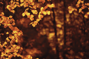abstract autumn fall background leaves yellow nature october wallpaper seasonal © kichigin19