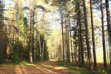summer landscape in forest background panorama nature summer season landscape trees