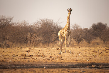 Young giraffe in Etosha National Park. Namibia