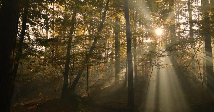Morning fog in the autumn beech forest.