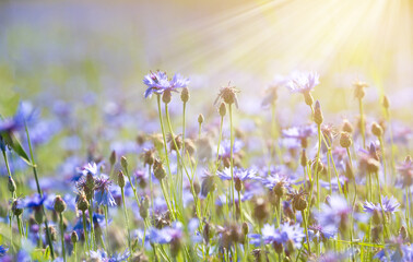 Fototapeta premium Various wild flowers in a summer field lit by sun