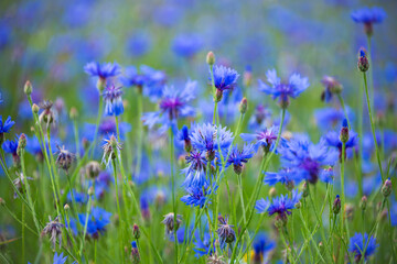 Blue corn flowers blooming in a summer field 
