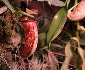 An insectivorous plant © Mariusz
