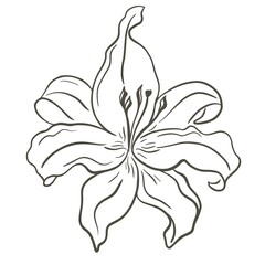 Lily flower sketch, hand engraving. Contour drawing botanical element, flowering plant. Garden beautiful flower with blossoming petals, vector illustration.