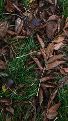 brown autumn leaves lie on green grass