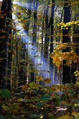 Sunligts and autumn weather in the forest of Germany 