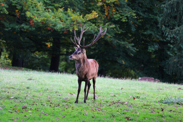 Deer in The forest of Germany 
Bad Marienberg 