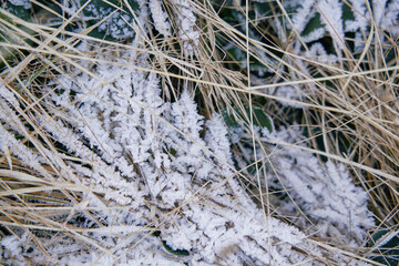 Frost on the yellow grass.