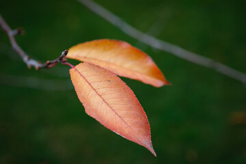 Two leaves of a copper autumn fruit tree on a green background