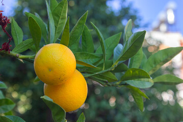 oranges ripen among the leaves
