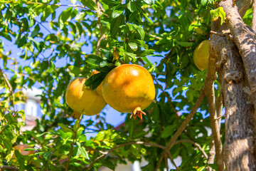Yellow pomegranate fruits ripen among the leaves