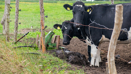 K&uuml;he an der Tr&auml;nke 