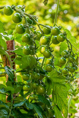 Reportage sur l' Agriculture