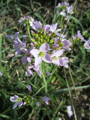  Cuckoo flower (Cardamine pratensis). Purple flowers.