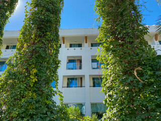 Bright green Bismark palm in front of a white building