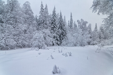 Snow-covered trees in the winter forest