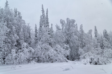 Snow-covered trees in the winter forest
