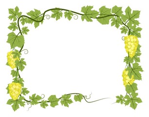 Rectangular Frame. Vine with foliage and bunches of grapes. Viticulture and farming. Branches with berries on a dense bush. Young vineyard. Sweet autumn harvest. Isolated on white background. Vector.