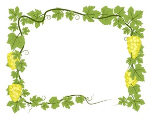 Rectangular Frame. Vine with foliage and bunches of grapes. Viticulture and farming. Branches with berries on a dense bush. Young vineyard. Sweet autumn harvest. Isolated on white background. Vector.