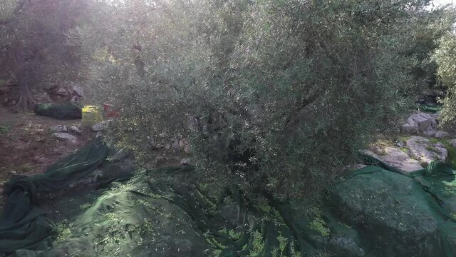 Raccolta manuale delle olive, tipica tradizione italiana. 
Le olive raccolte con le reti pronte per il frantoio
