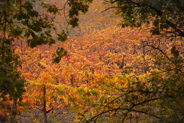 Colorful vineyard in fall, autumn nature landscape