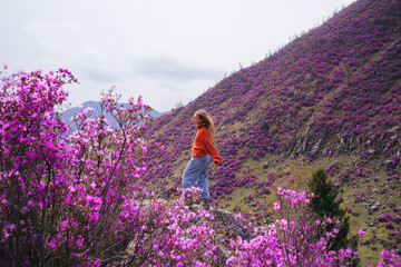 Woman travelling in Altai mountains walking among beautiful pink Rhododendron flowers. Spring mountain landscape - obrazy, fototapety, plakaty