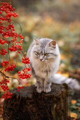 Naklejka na ściany i meble Photo of a beautiful gray cat near a red viburnum.
