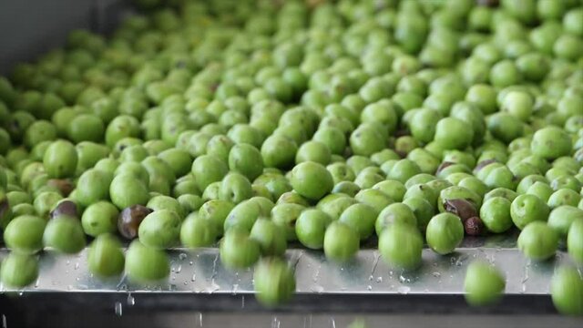 Olive al frantoio, l'olio di oliva extravergine. Italia.
La lavorazione delle olive prima della spremitura o molitura all'opificio.