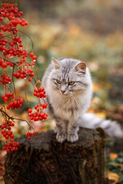 Photo of a beautiful gray cat near a red viburnum.