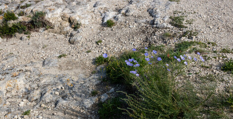 Flax flower on the background of a stone road. Contrast of stone and flower. Wild flower. Can be used as a background or screensaver
