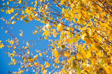 Colorful autumn trees branches with yellow leaves, nature in fall