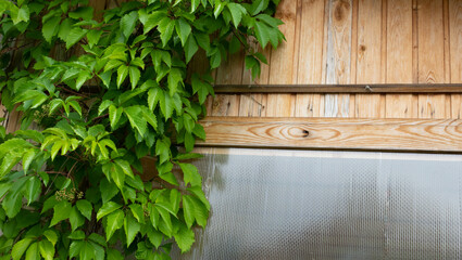 Natural background of girlish grapes. Green fence of parthenocissus henryana. Wild grapes, green foliage, background
