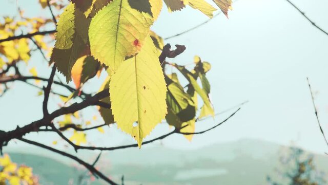 Foglie luminose colorate d'autunno che oscillano su una quercia nel parco autunnale. Sfondo autunnale. Natura meravigliosa