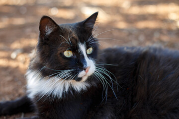 Obraz premium Beautiful fluffy black and white cat relaxing in the sunlight outdoors in the backyard, in the Adelaide, South Australia