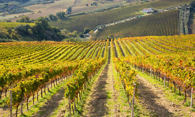 Fototapeta na wymiar Colorful vineyard in fall, autumn nature landscape
