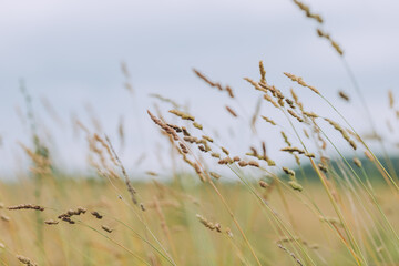 Close up of beige grass stems fluttering in wind against calm pastel background
