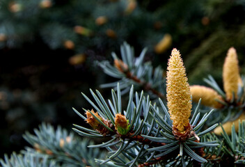 Blue Spruce branch