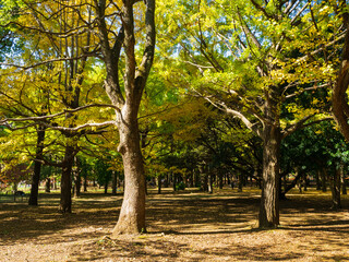 秋イメージ　代々木公園