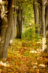 autumn in the forest