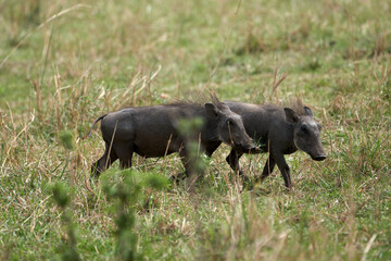 Pair of young common African warthogs moving through savanna grasses and shrubs of the Masai Mara nature reserve in Kenya
