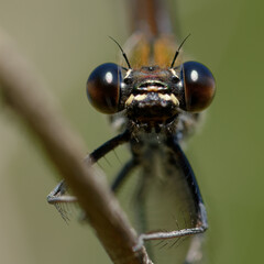 Female Copper demoiselle or Mediterranean demoiselle (Calopteryx haemorroidalis)
