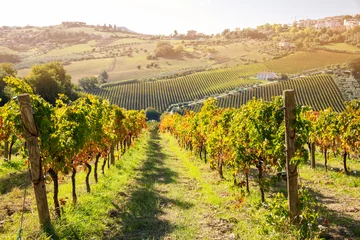 Foto op Canvas Kleurrijke wijngaard in de herfst, herfst natuurlandschap © Maresol