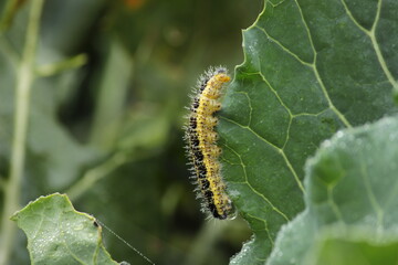 Raupe eines Kohlweißlings 