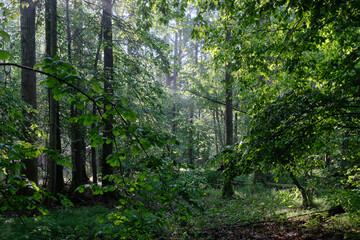 Springtime deciduous tree stand with hornbeams and oaks