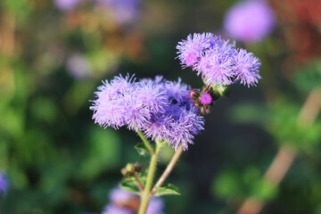 purple flower ageratum