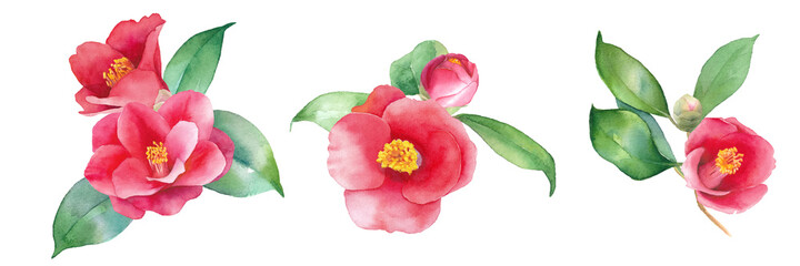赤い椿の水彩イラスト。装飾用。クリップアート3種セット。ヤブツバキ。（ベクターデータ。葉と花の組み合わせ変更可能）
