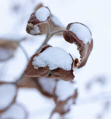 Snow on the leaves of a tree