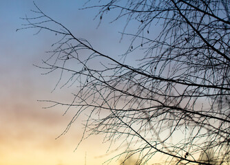 Bare branches of a tree on  sunset background.