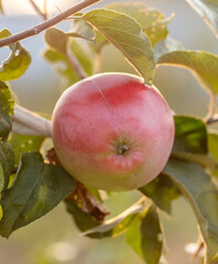 Red ripe apples on the tree.