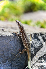 Small Corsican lizard in the sun on a rock.